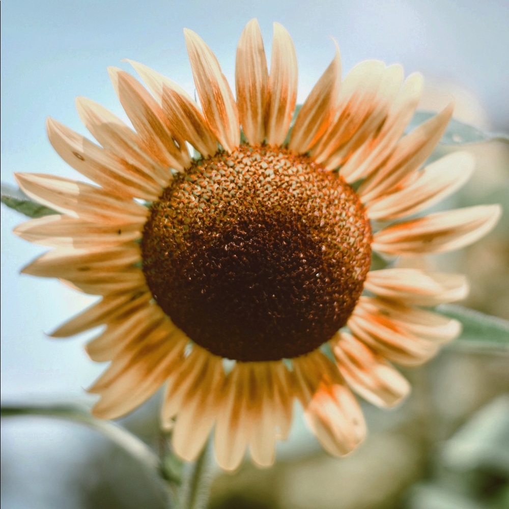 🌻 OPEN TO OFFERS 🌻